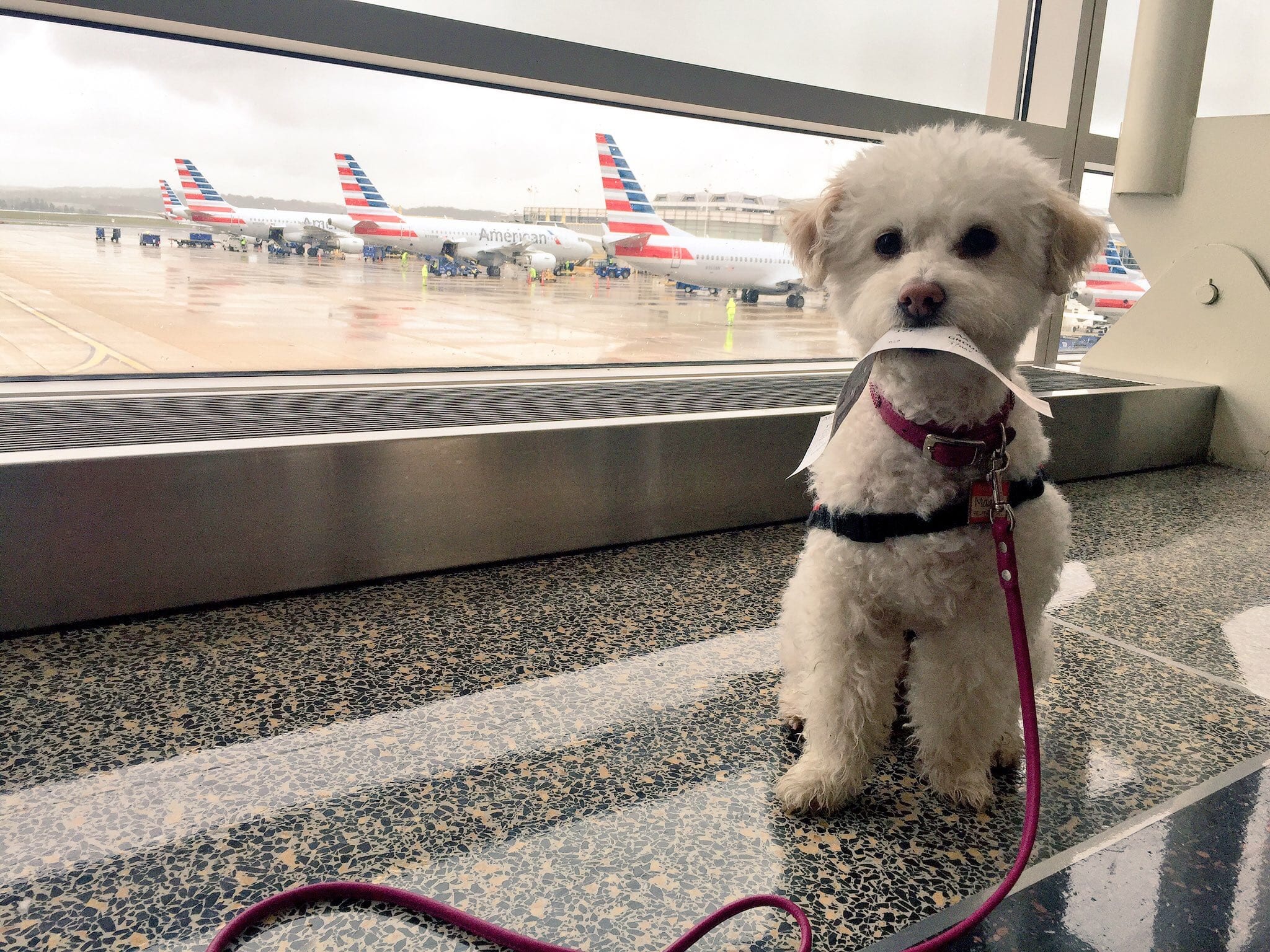 Our big list of tips for traveling with your dog