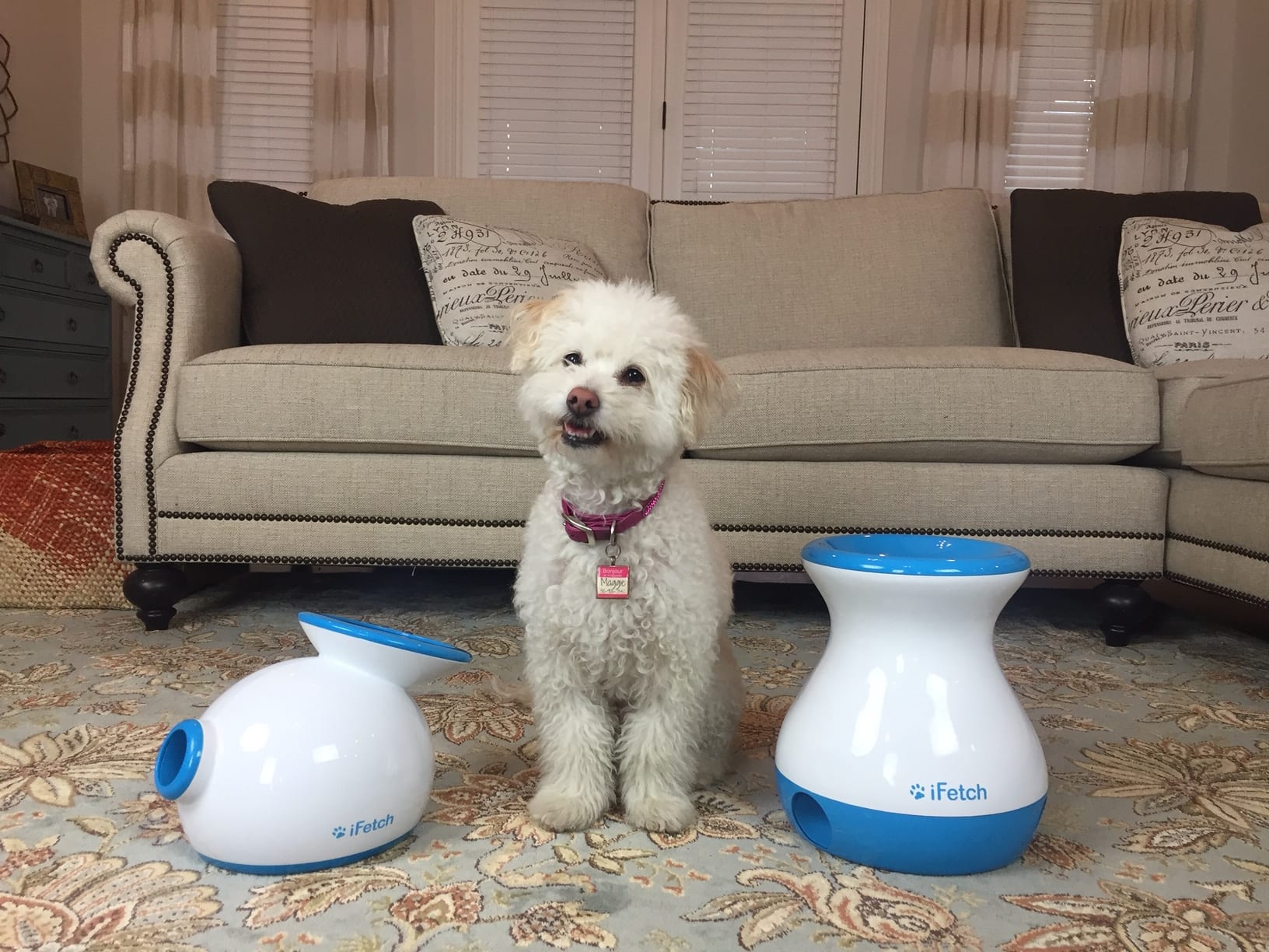 Maggie with the original iFetch (left) and the Frenzy (Right). 