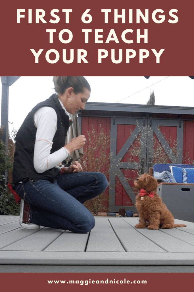 The first things things to teach your new puppy