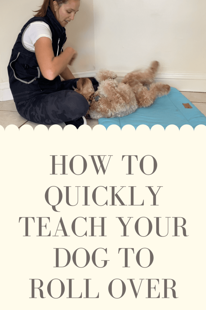 Teach your dog to roll over