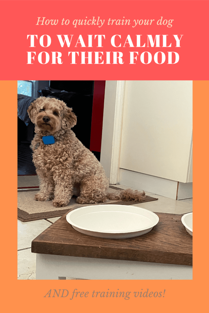 How to teach a dog to wait for food