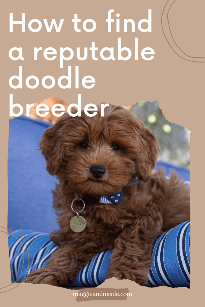 How to find a reputable doodle breeder 