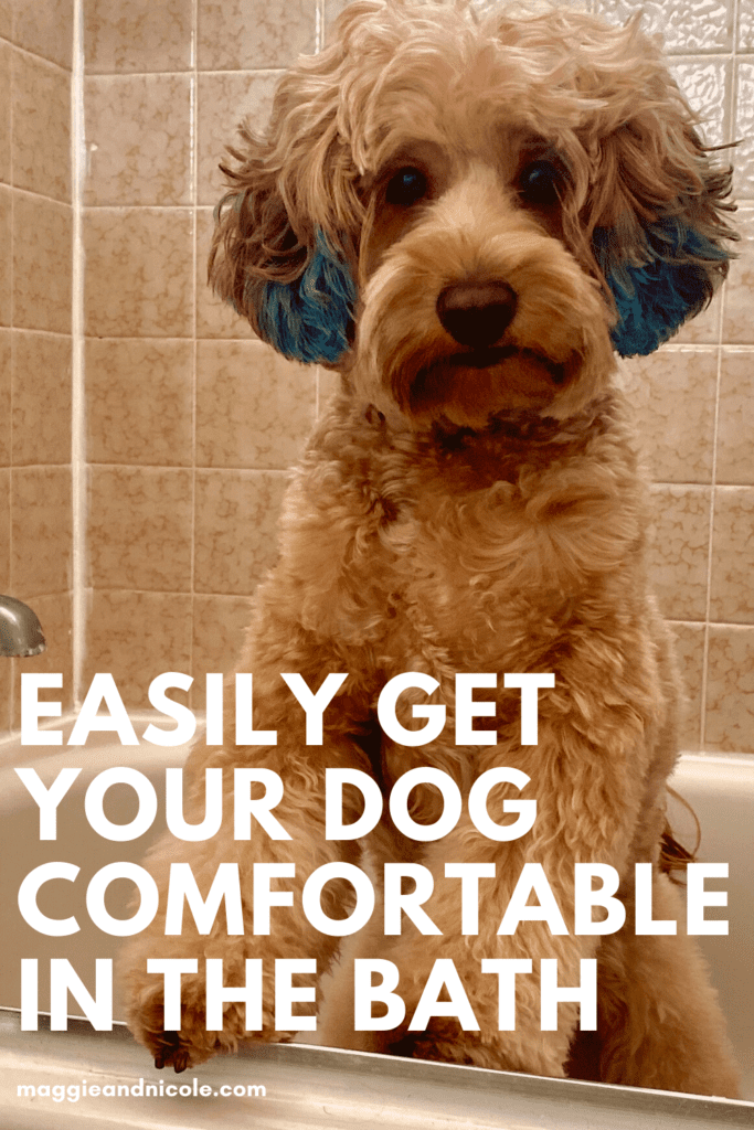 My dog hates the bath, how to get your dog comfortable in the bath