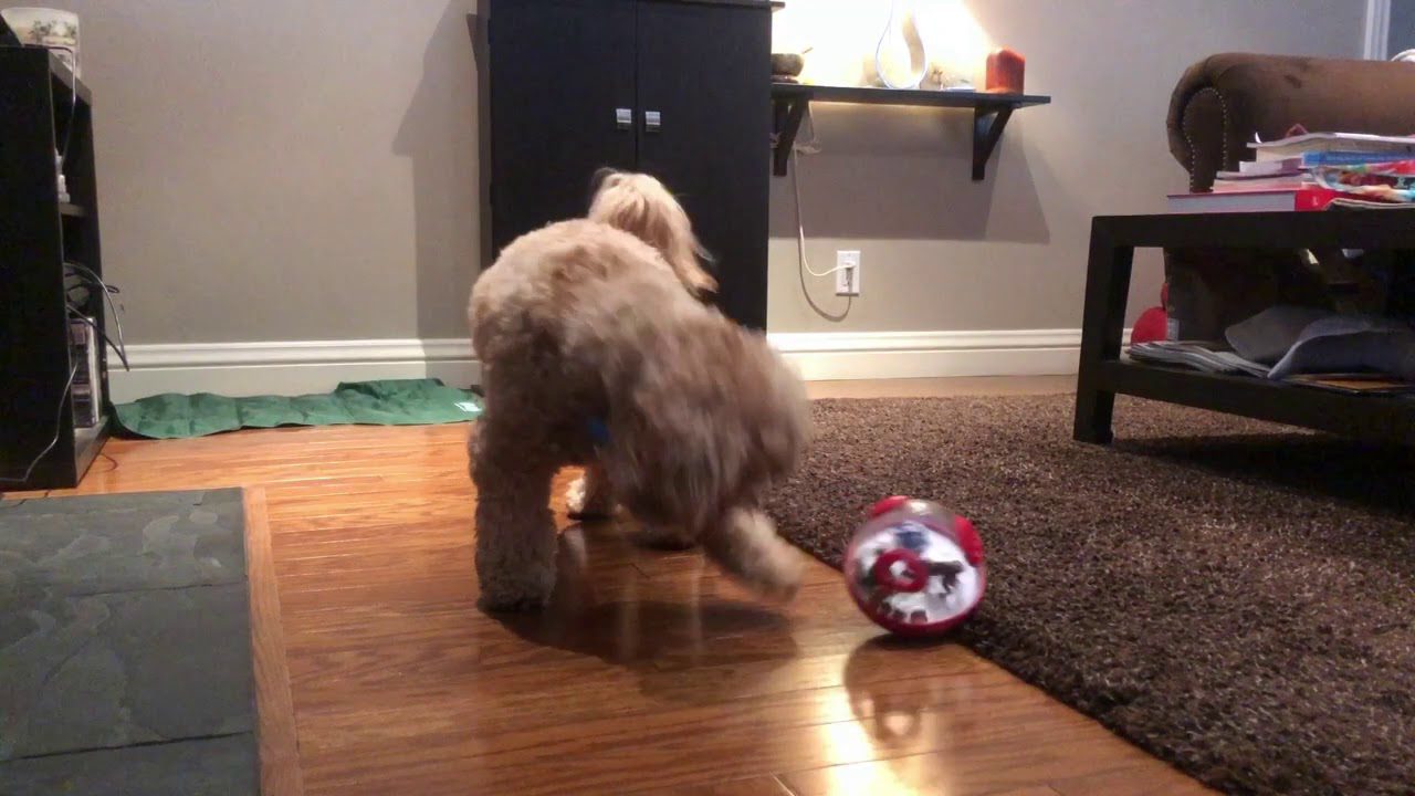 13 Mental enrichment toys for dogs - Tails with Nicole