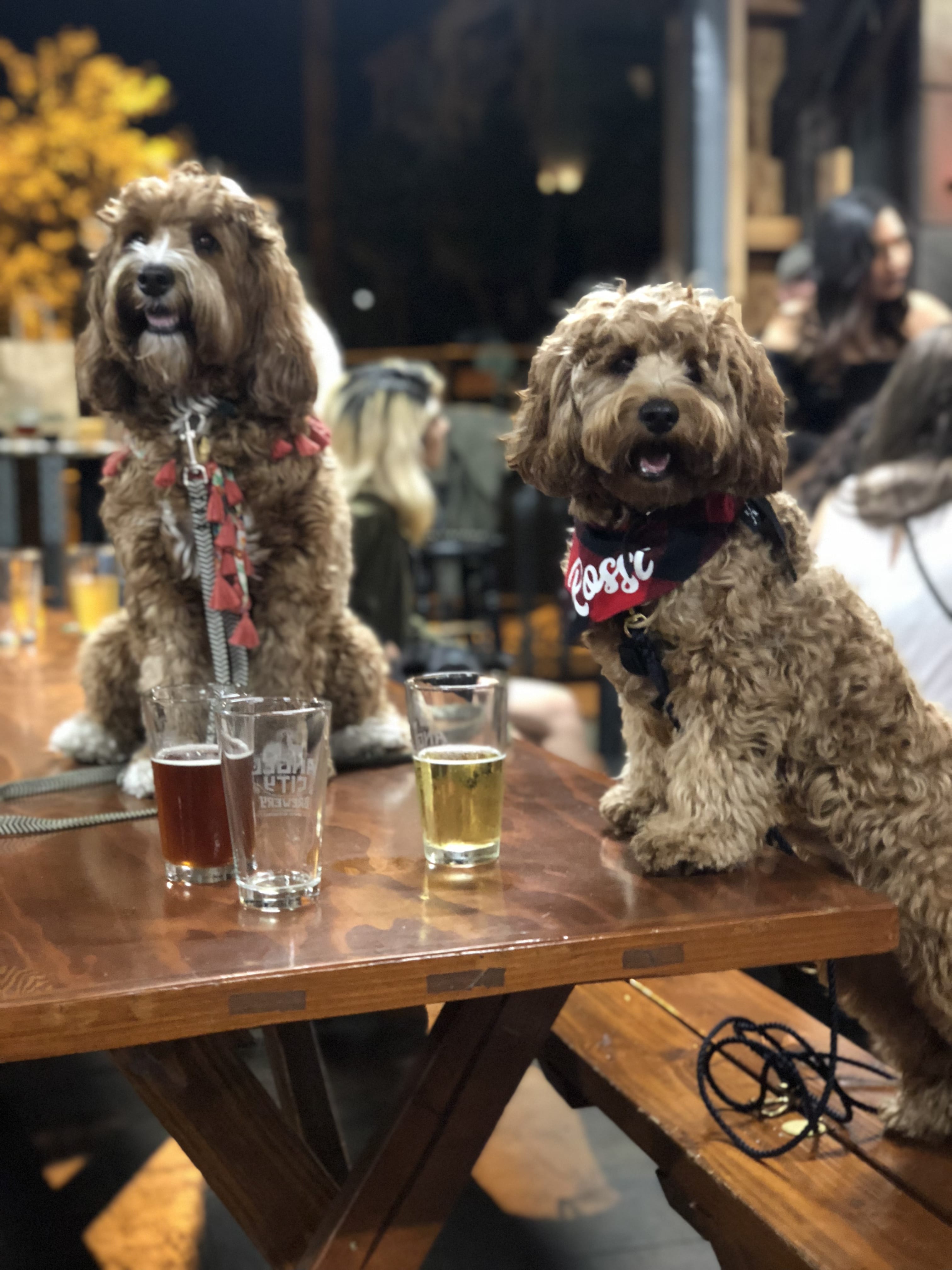 dogs at angel city brewery in la