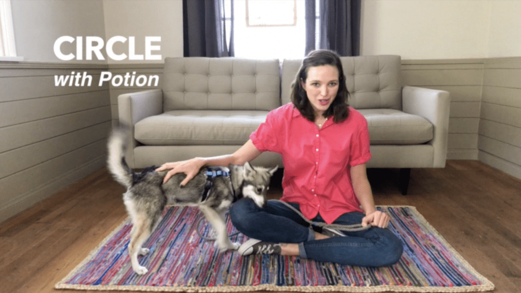 How to teach your dog to spin in a circle - Nicole Ellis