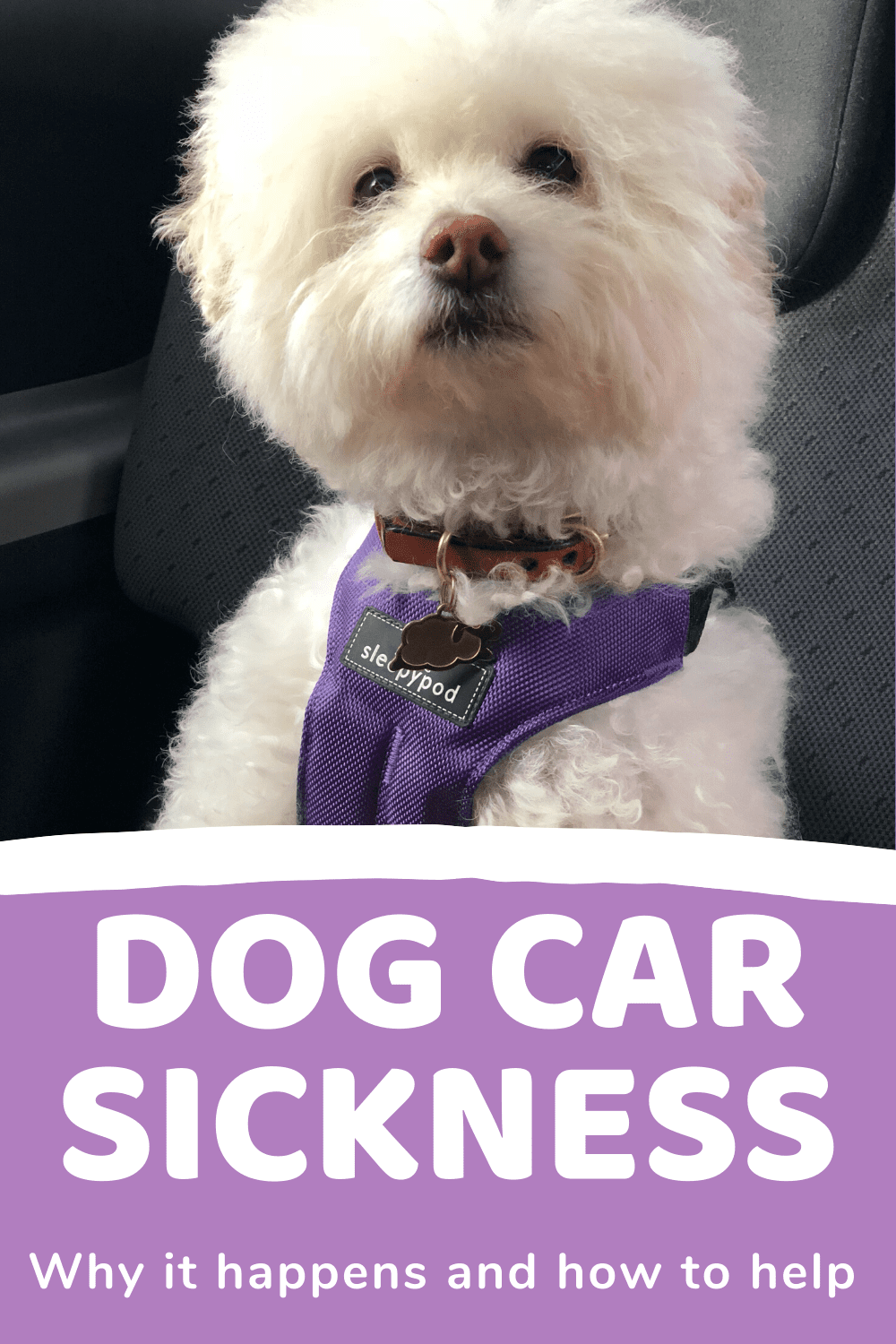 Dog Car sickness, how to help and prevent it