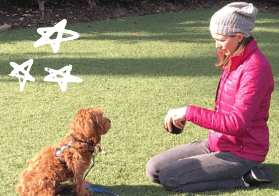 Getting started with golden doodle training