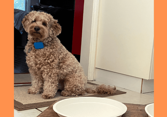 How to teach a dog to wait for food