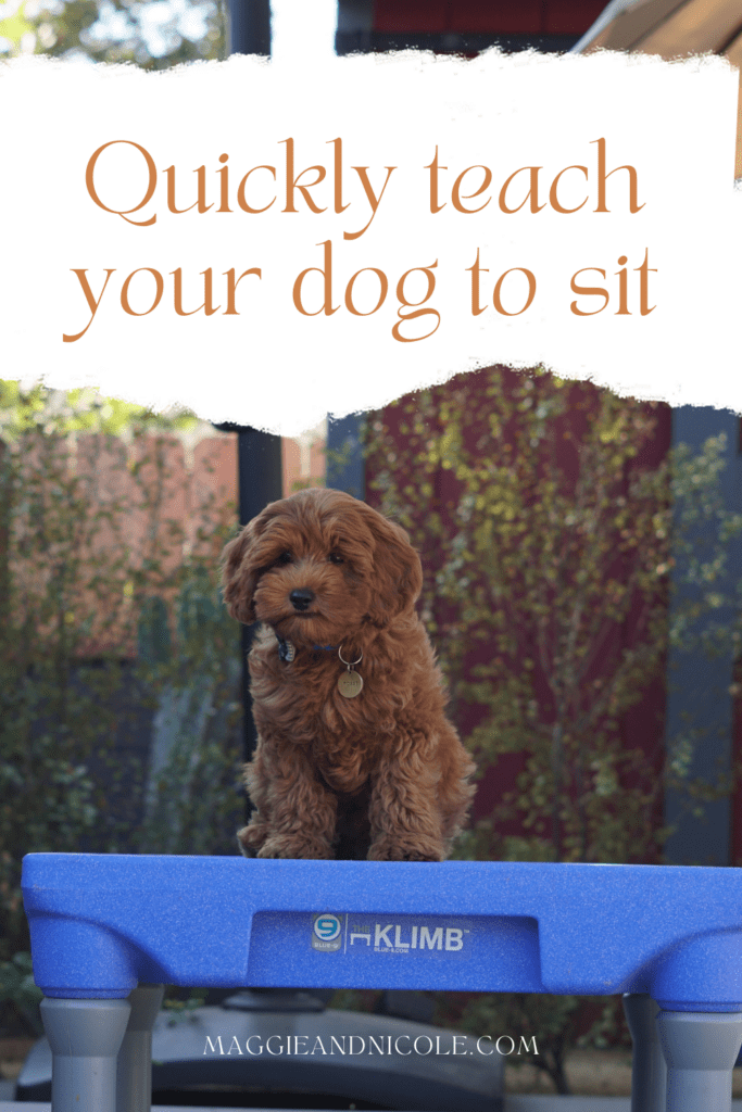 How to teach your dog to sit