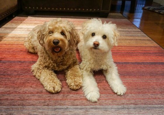 two dogs on ruggables washable rug