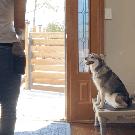 How to stop your dog from counter surfing in 10 steps