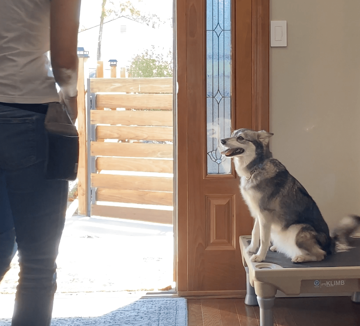 How to stop your dog from running out the door - Nicole Ellis