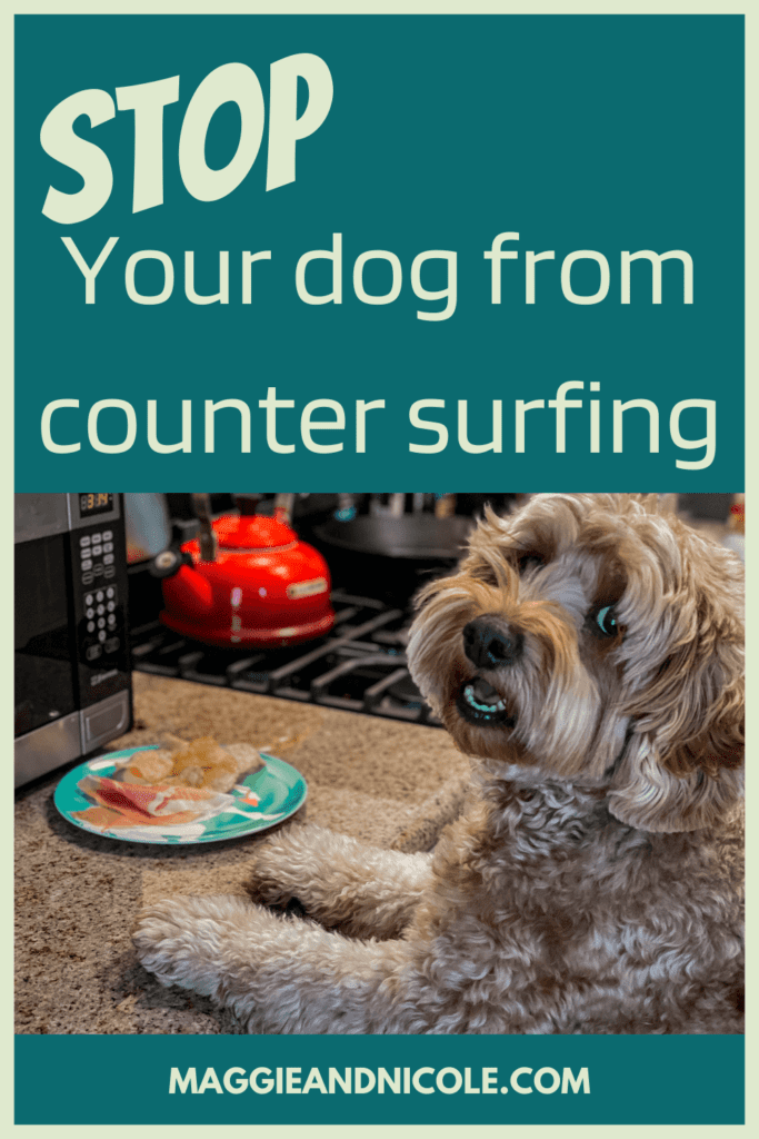 Stop your dog from jumping on the counters
