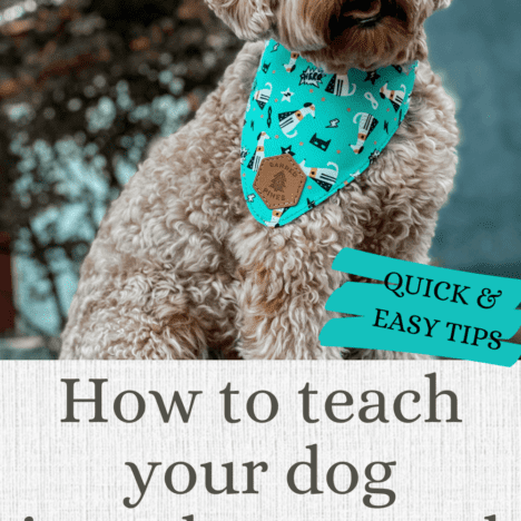How to teach your dog to jump through a hoop!