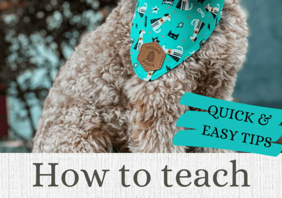 how to teach your dog impulse control