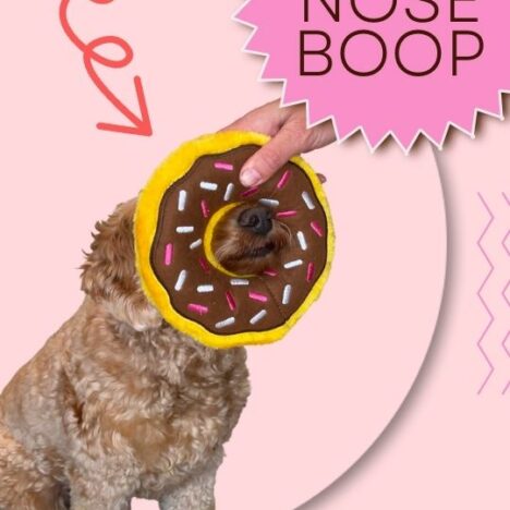 How to teach your dog to jump through a hoop!